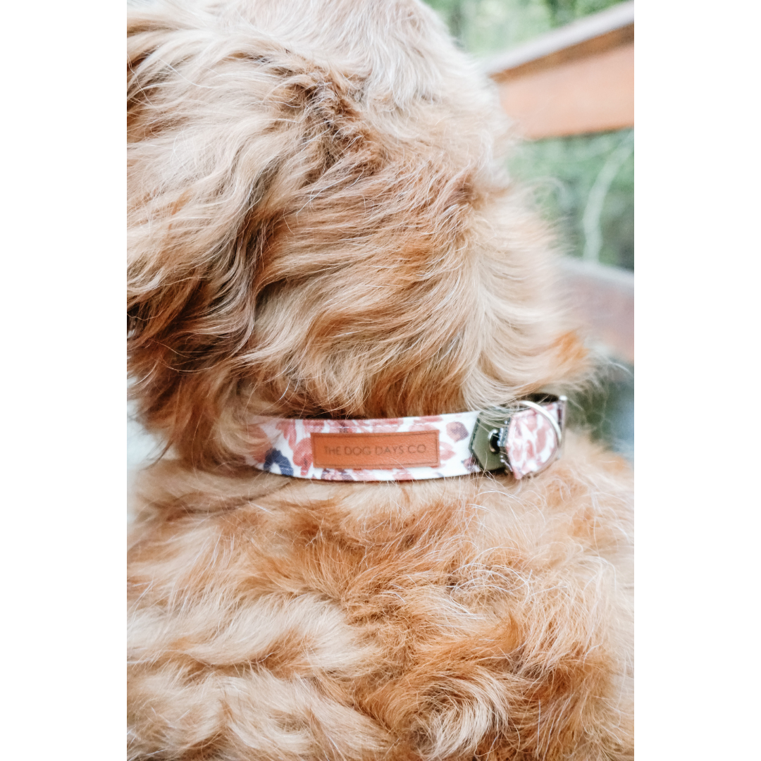 Autumn Harvest EcoPup Collar